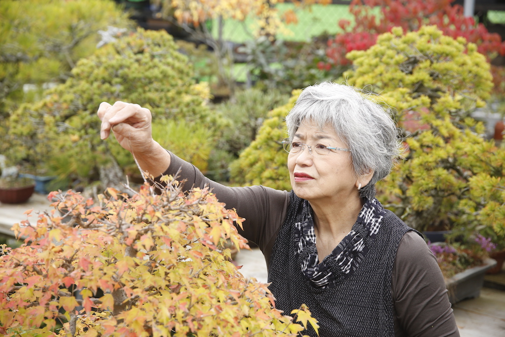 信州長野の盆栽店「松山園」山本千城子の作業風景