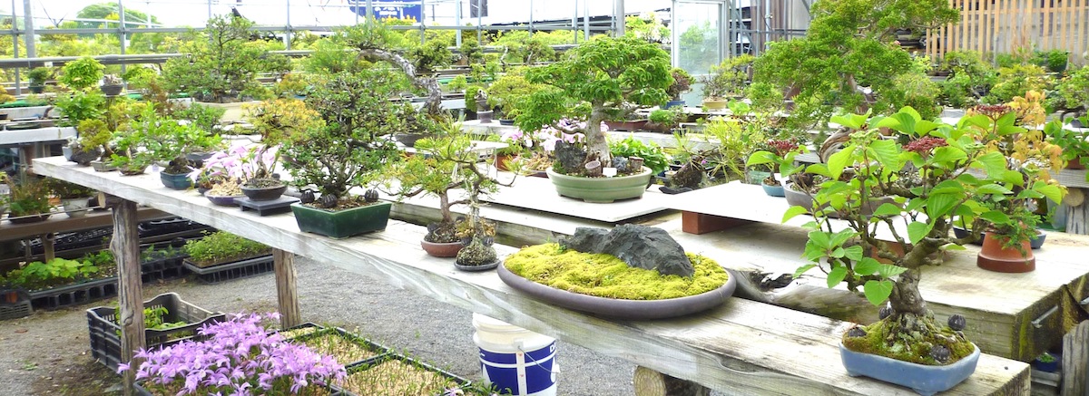 松山園の4代続く古くて新しい盆栽