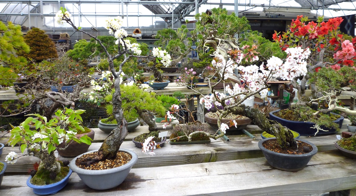 鈴梨、スモモ、山桜の花盆栽
