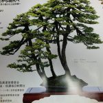 信州盆栽名品展が行われます。