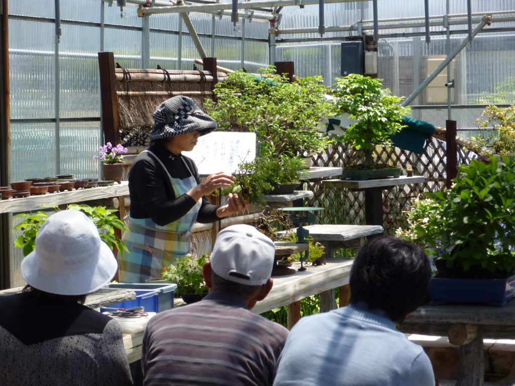 Beginner-level bonsai workshops