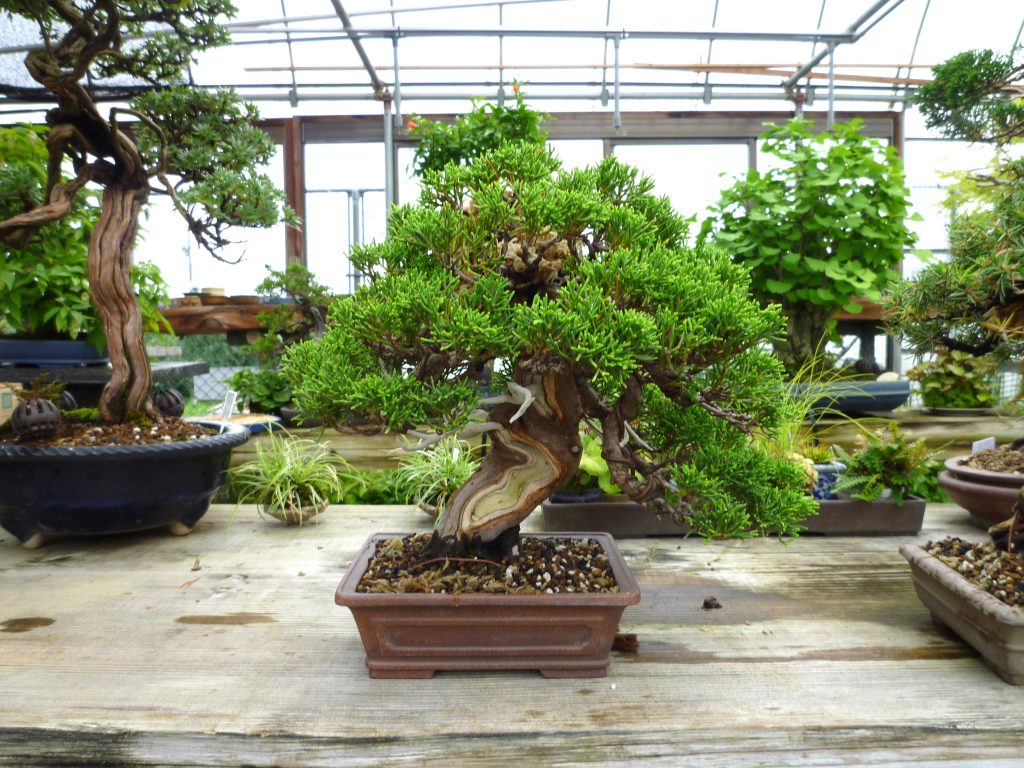 Sale of bonsai. Sale of tools and utensils for bonsai creation.