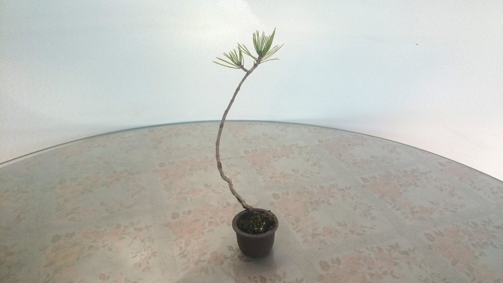 赤松の小品盆栽（ミニ盆栽）樹齢５年