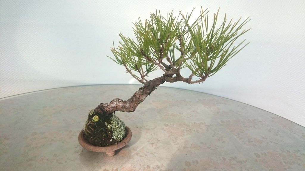 A 25 year-old bonsai of the japanese umbrella pine.