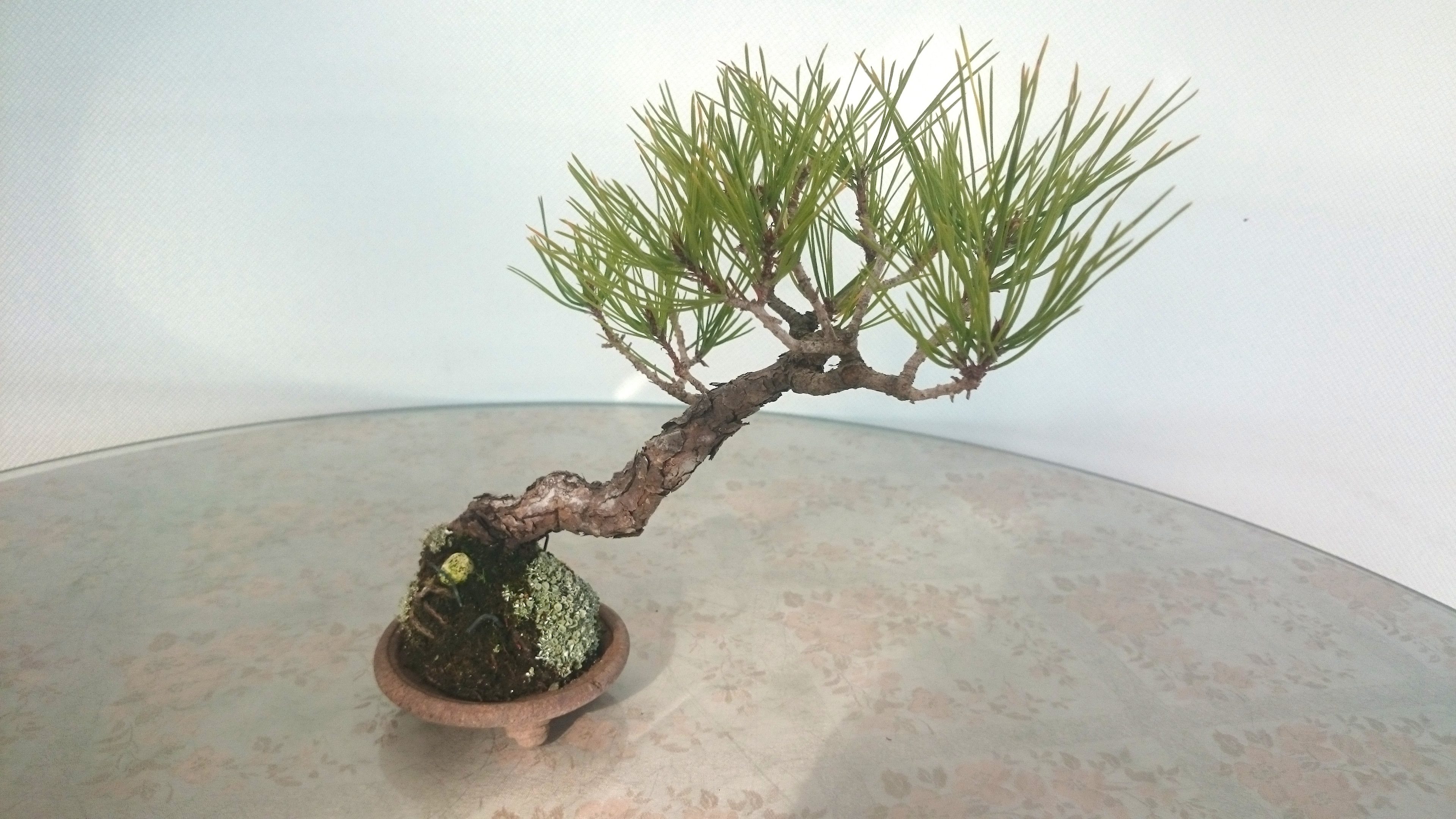 盆栽の価格 松山園 悠遊bonsai