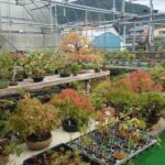 盆栽と松山園の近況報告