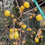 松山園の植物たちと現状
