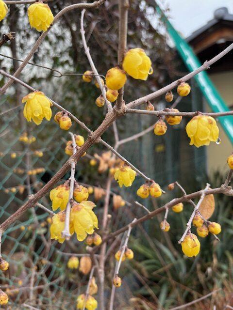 松山園入口の蝋梅の花