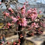 松山園内の植物たちの様子