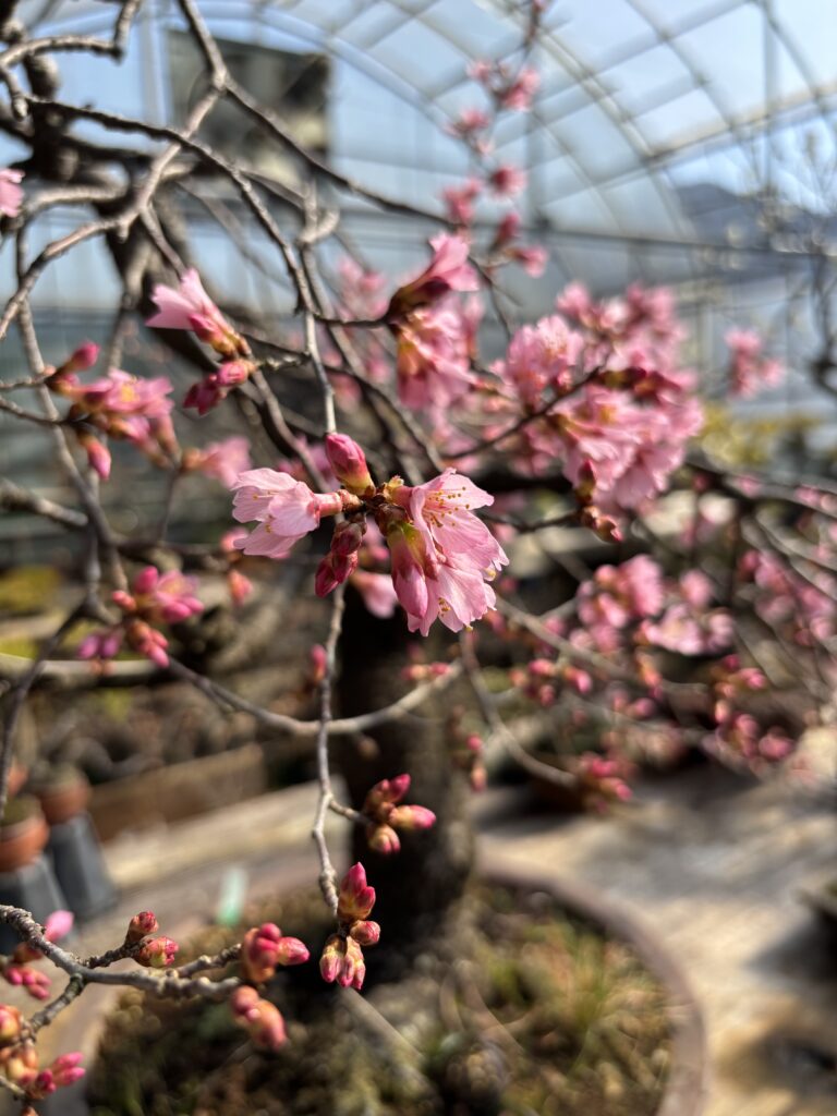 御所桜の淡いピンクの花アップ写真