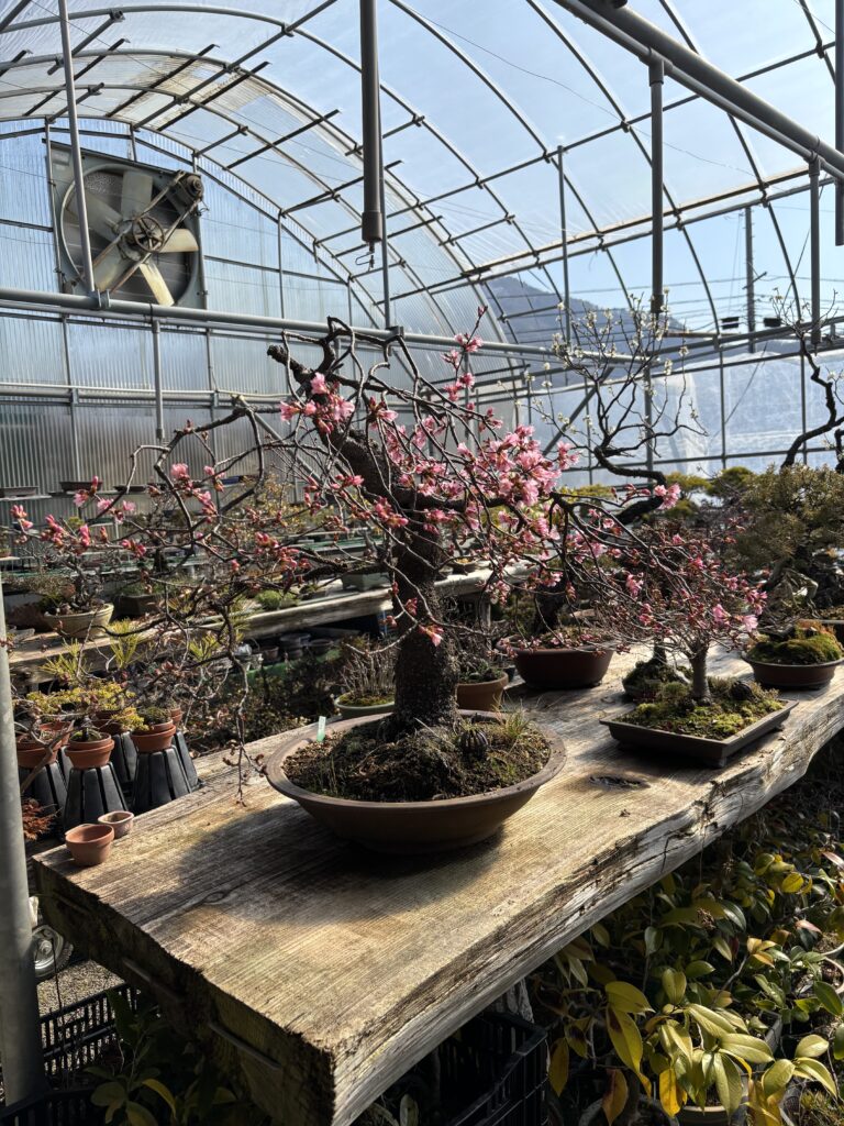 松山園内の植物たちの様子