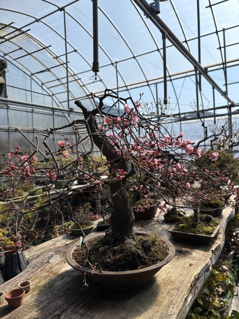 御所桜の盆栽が咲きました