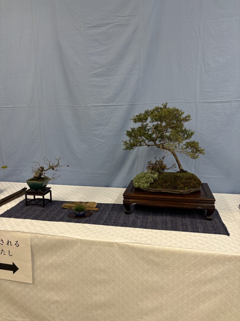 コメツガ盆栽の展示