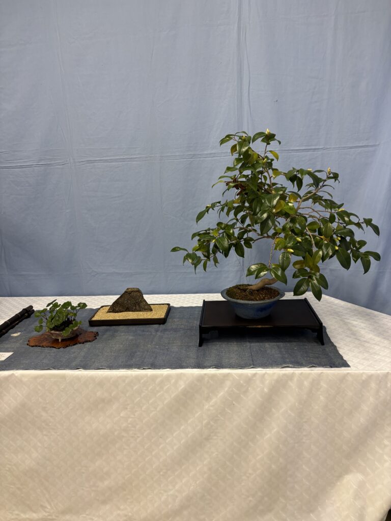 椿盆栽の展示コーナー