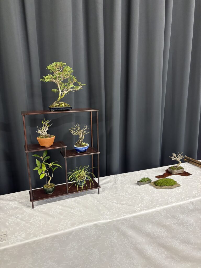 城山公民館成人学校盆栽講座の生徒の作品