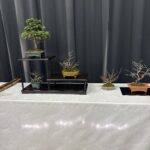 成人学校盆栽講座作品展を終えて