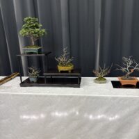 成人学校盆栽講座作品展を終えて