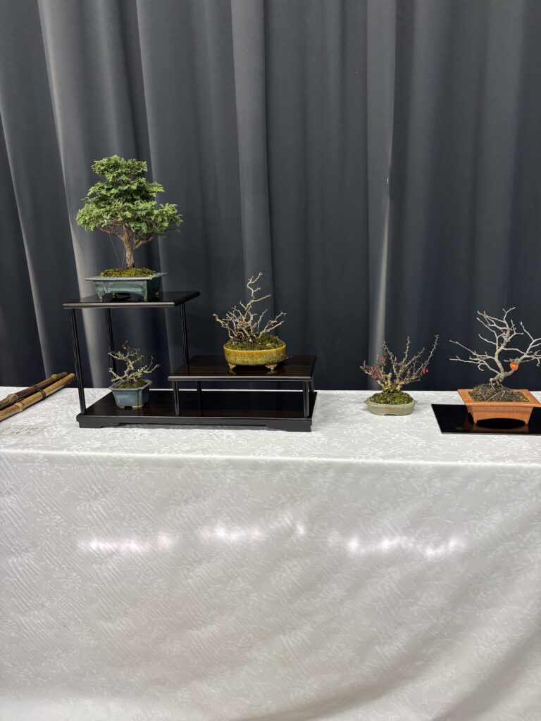 成人学校盆栽講座作品展を終えて