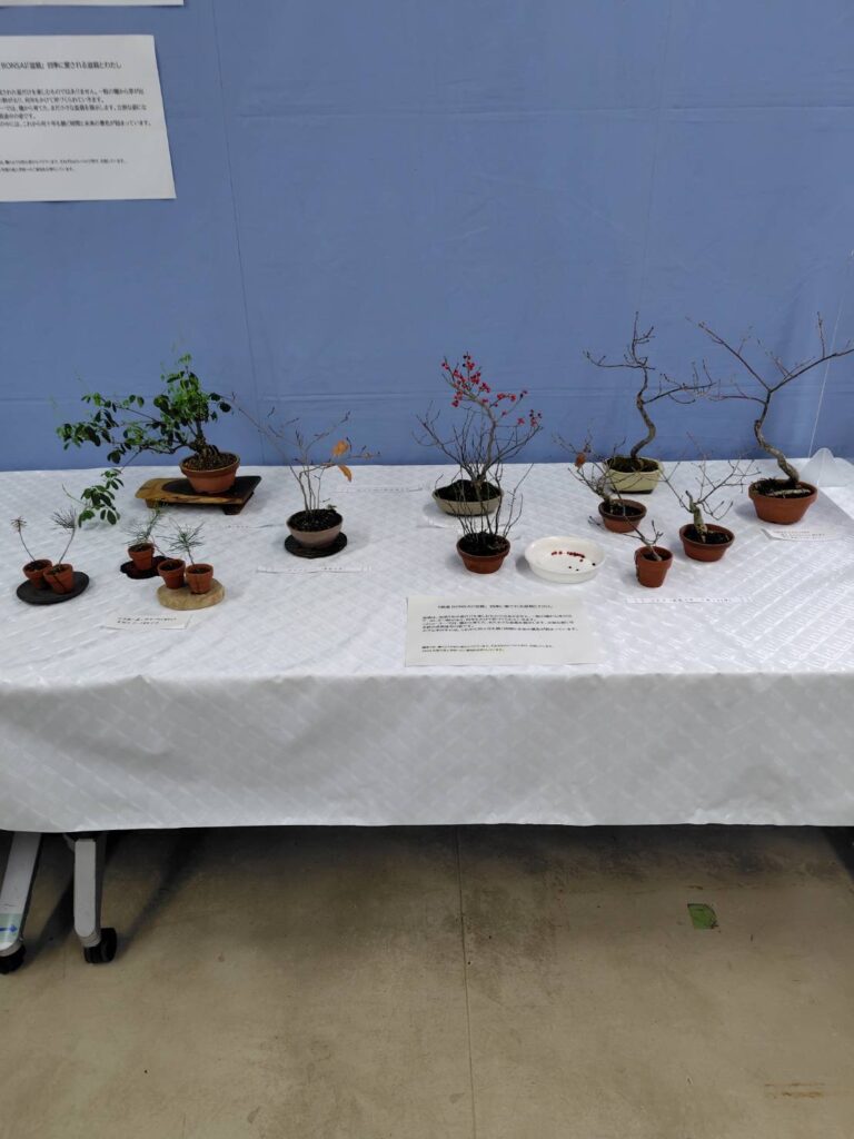 一粒の種から育てた小さな盆栽コーナー