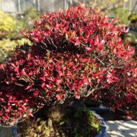 松山園の盆栽も紅葉が綺麗です